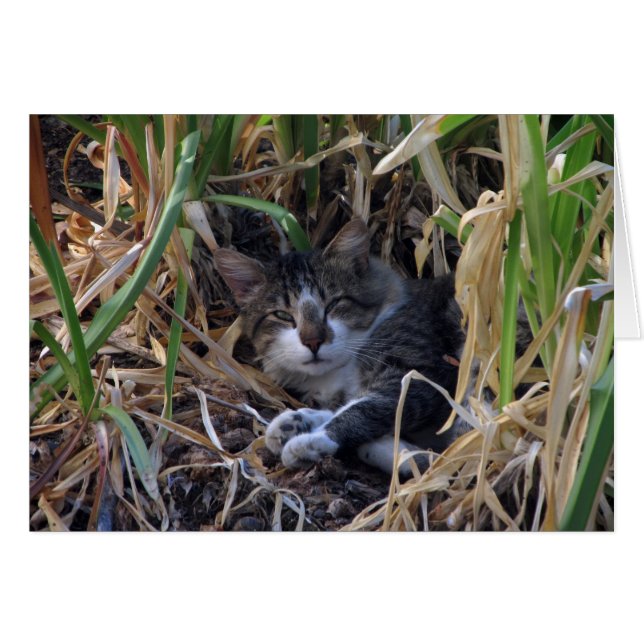 Shy Boy Cat Blank Card Hälsningskort (Framsidan Horizontal)