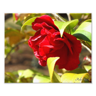 Shy Camelia Fototryck