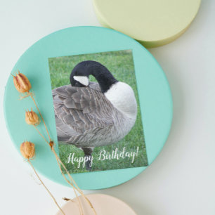 Shy Canada Goose Photo Birthday Kort