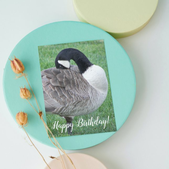 Shy Canada Goose Photo Birthday Kort (In Situ)