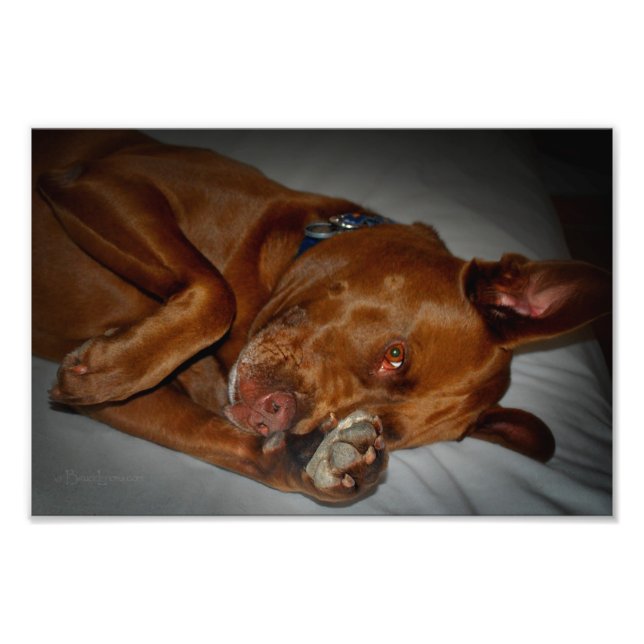 Shy Chocolate Lab Pit Mix Hund Fototryck (Framsidan)