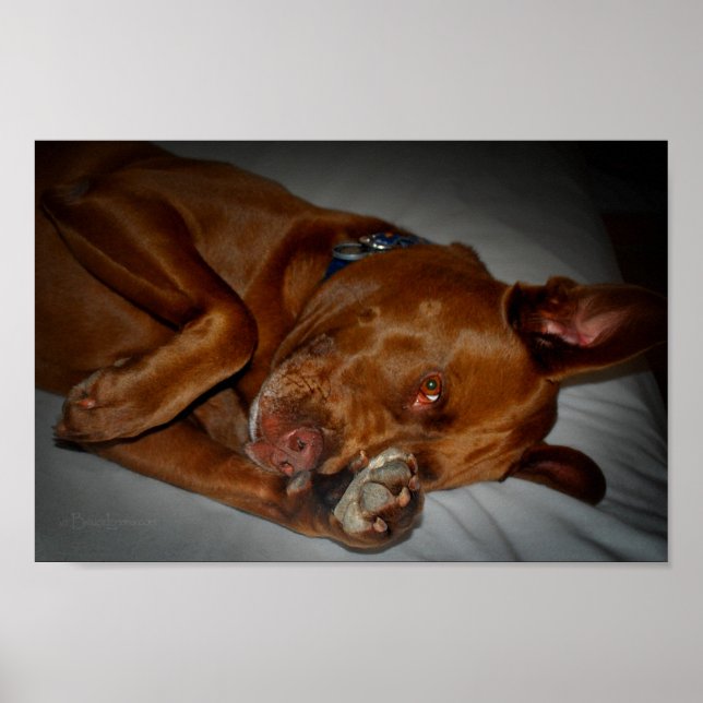 Shy Chocolate Lab Pit Mix Hund Poster (Framsidan)