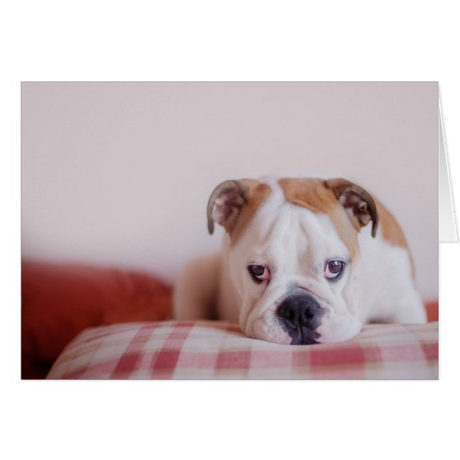 Shy English Bulldog Puppy Hälsningskort (Framsidan Horizontal)