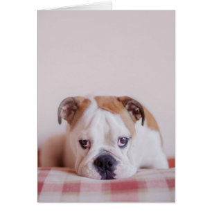 Shy English Bulldog Puppy Hälsningskort