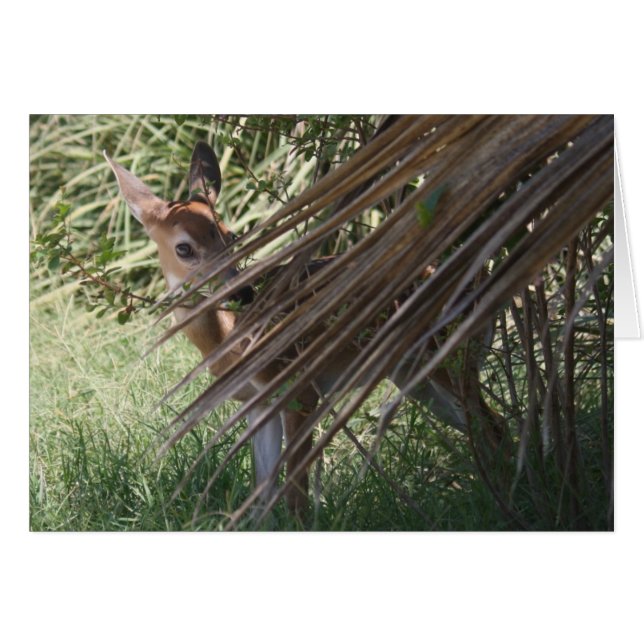 Shy Fawn Hälsningskort (Framsidan Horizontal)