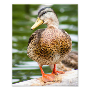 Shy Female Mallard Fototryck