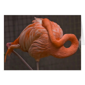 Shy Flamingo Hälsningskort