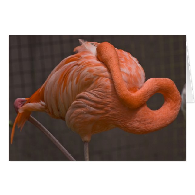 Shy Flamingo Hälsningskort (Framsidan Horizontal)