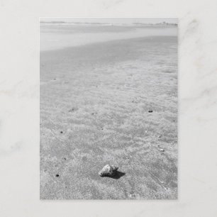 Shy Hermit Crab-vykort Vykort