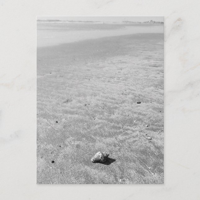 Shy Hermit Crab-vykort Vykort (Framsida)