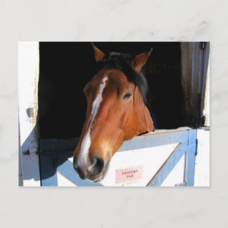 Shy Horse Vykort