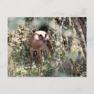 shy impala vykort