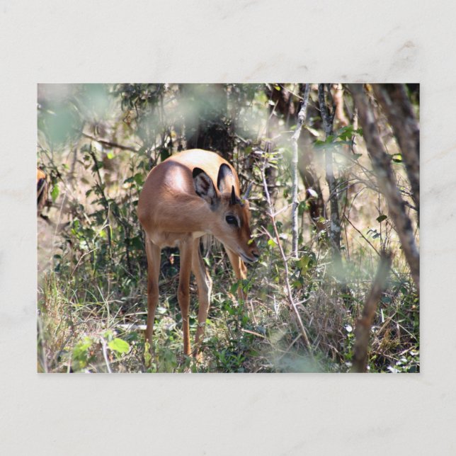 shy impala vykort (Framsida)