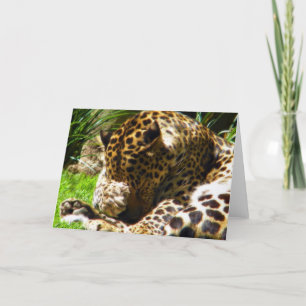 Shy Leopard Helgkort