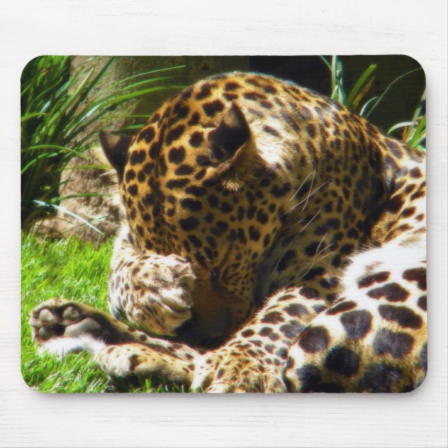Shy Leopard Musmatta (Framsidan)