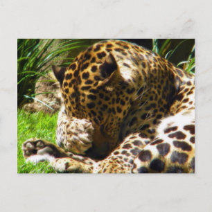 Shy Leopard Vykort