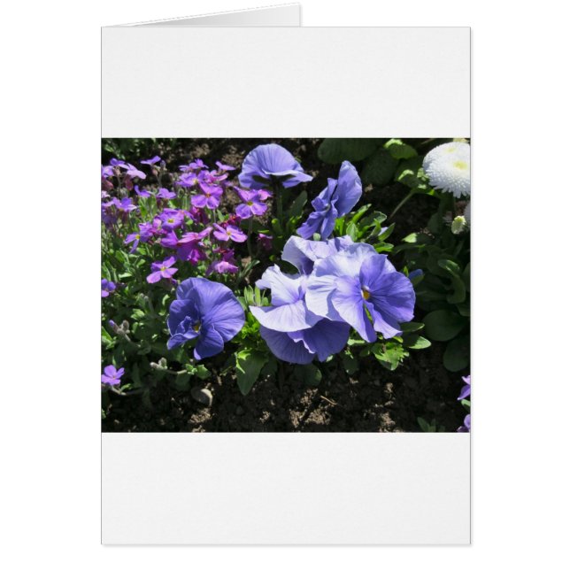 Shy Lila Pansies Hälsningskort (Framsidan)