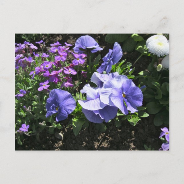 Shy Lila Pansies Vykort (Framsida)
