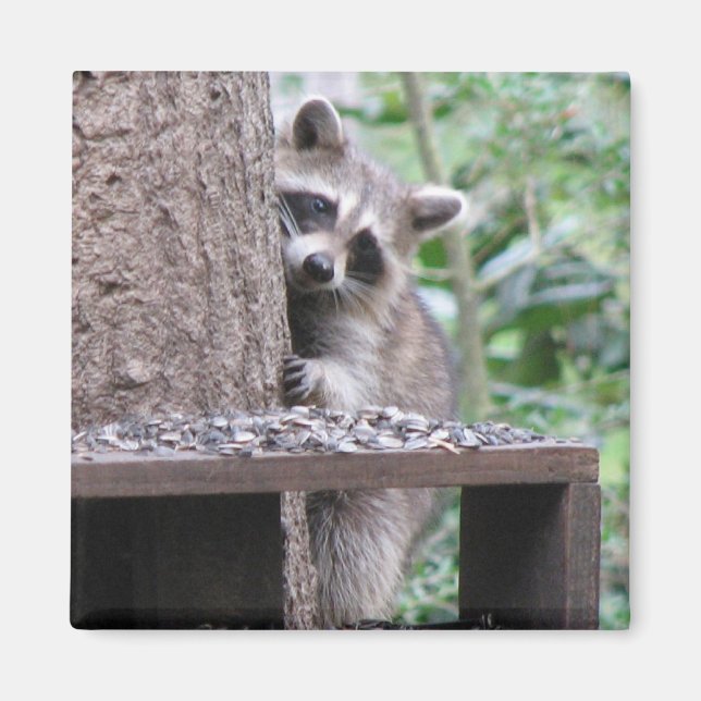 Shy Raccoon Magnet (Framsidan)