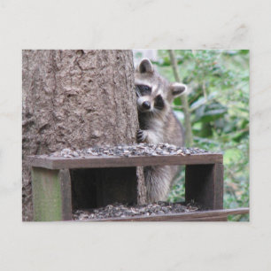 Shy Raccoon Postcard Vykort