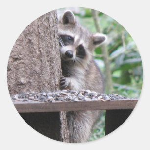Shy Raccoon Sticker Runt Klistermärke