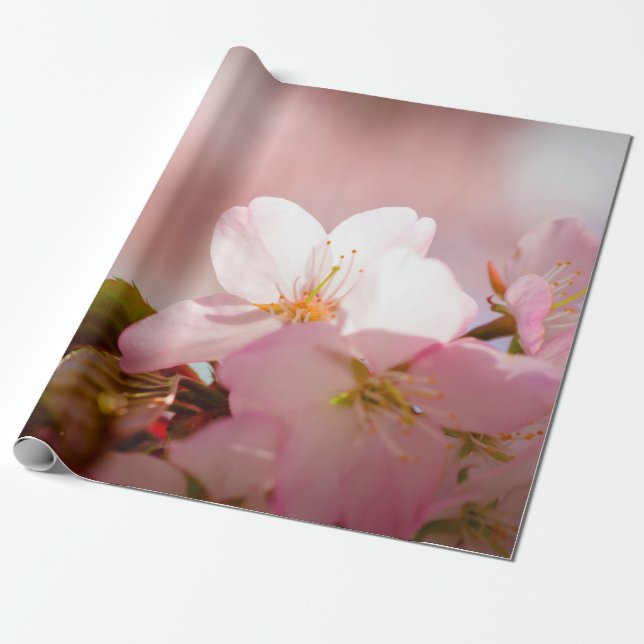 Shy Sakura Flower Shelters in own Behind Blommars Presentpapper (Utrullad)