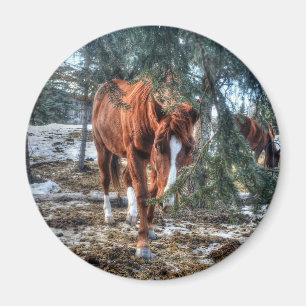 Shy Sorrel Mare och Grenar Horse-älskare Gift Magnet
