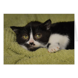 Shy Tuxedo Kitten Hälsningskort