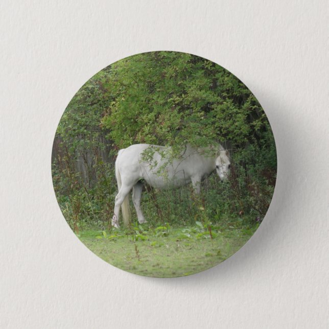 Shy White Horse Button Knapp (Framsida)