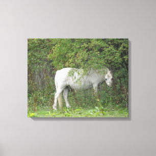 Shy White Horse Kanvastryck