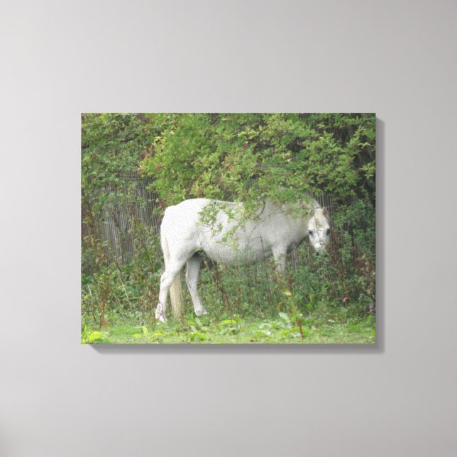 Shy White Horse Kanvastryck (Framsida)