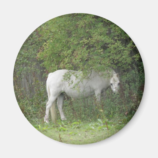 Shy White Horse Magnet (Framsidan)