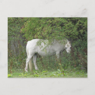 Shy White Horse Postcard Vykort