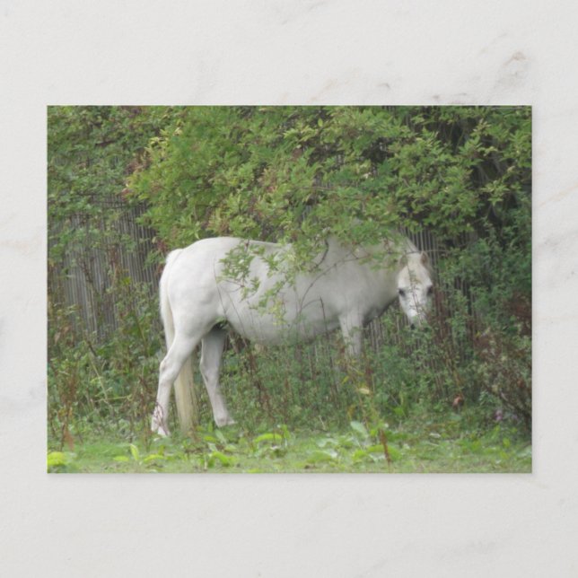Shy White Horse Postcard Vykort (Framsida)