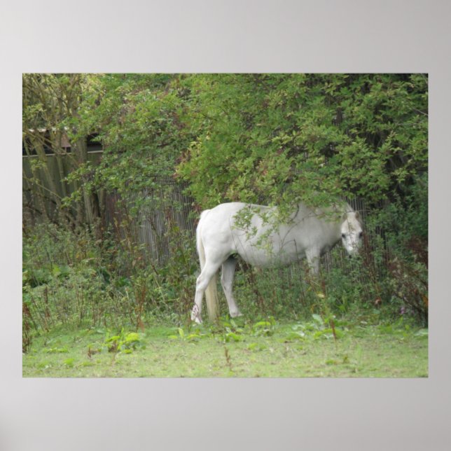 Shy White Horse Poster (Framsidan)