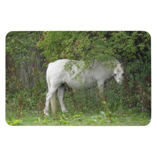 Shy White Horse Premium Magnet (Horisontell)