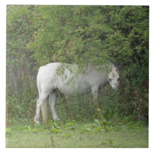 Shy White Horse Tile Kakelplatta