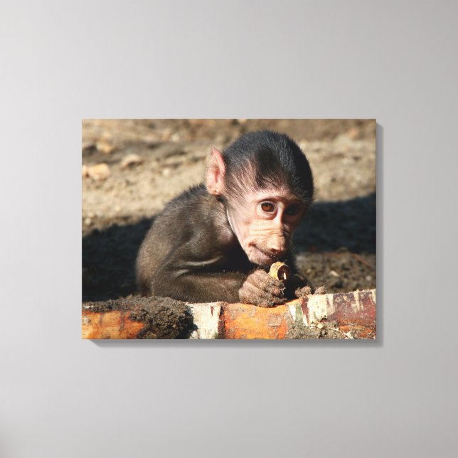 Shy Young Male Hamadryas Baboon (Papio) Canvastryck (Framsida)