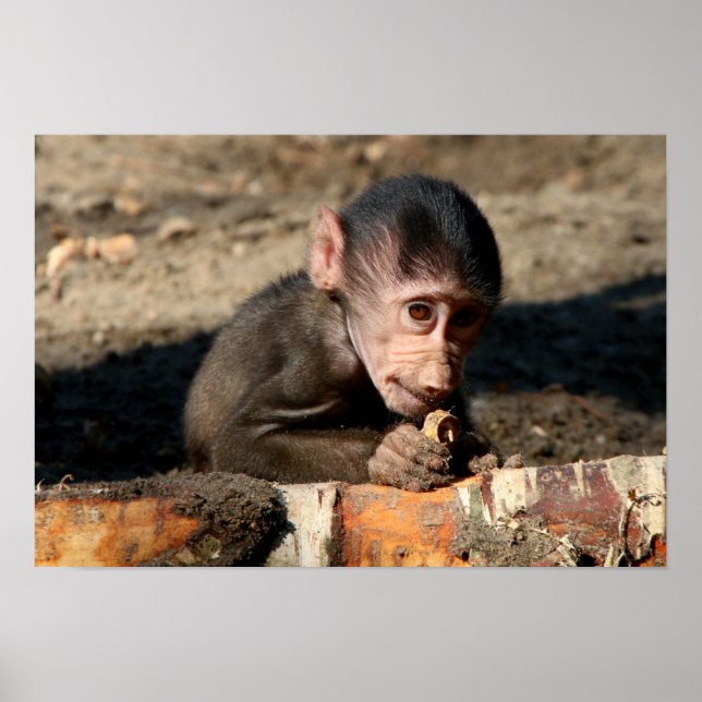 Shy Young Male Hamadryas Baboon (Papio) Poster (Framsidan)