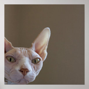 Shynx Cat Poster