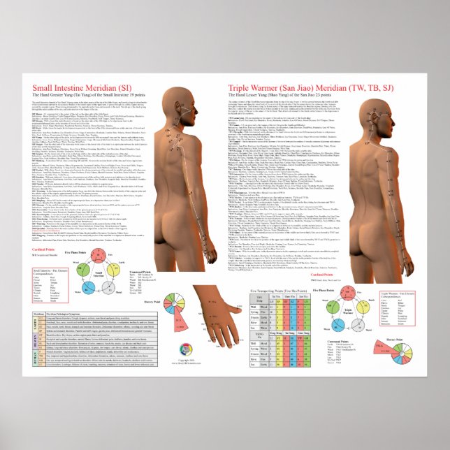 SI TW Meridian Acupuncture Points Poster (Framsidan)