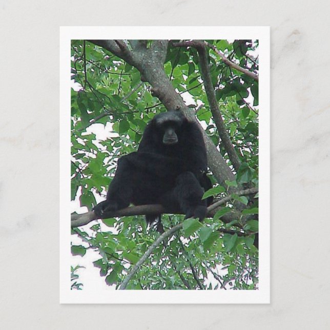 Siam Gibbon Vykort (Framsida)