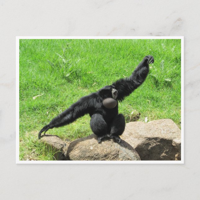 siamang-dans vykort (Framsida)