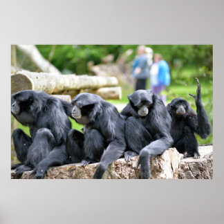 Siamang Gibbon familjeavslappning i vildlevande få Poster