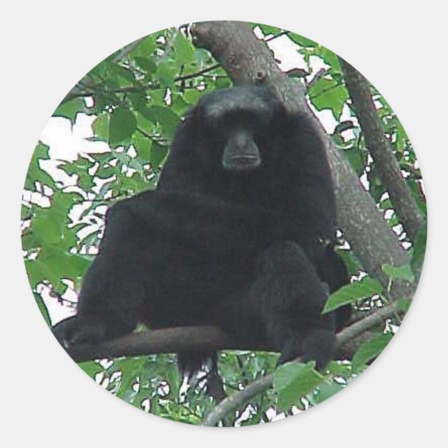 Siamang Gibbon Runt Klistermärke (Framsida)