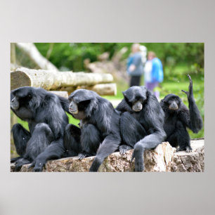 Siamang Gibbonfamilj som kopplar av i Poster