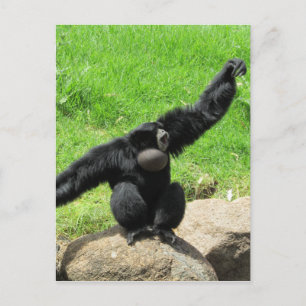 siamang-våg vykort