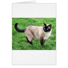 SIAMESE BEAUTY HÄLSNINGSKORT