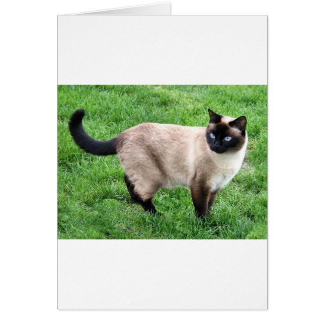 SIAMESE BEAUTY HÄLSNINGSKORT (Framsidan)