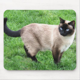 SIAMESE BEAUTY MUSMATTA